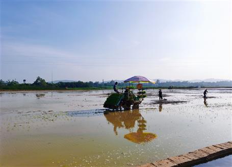 千畝“瘦地”變“肥田”丨石碑坪“旱改水”項(xiàng)目出成效，助力鄉(xiāng)村振興